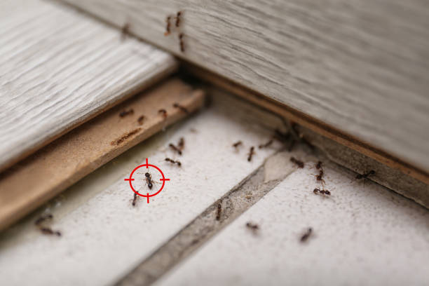 Wasp Removal Services in Calverton Park, MO