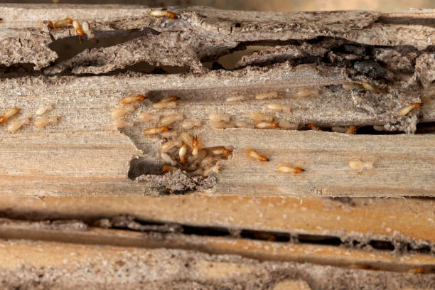 Best Best Pest Control Companies  in Calverton Park, MO