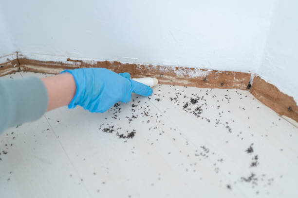 Best Bed Bug Extermination  in Calverton Park, MO